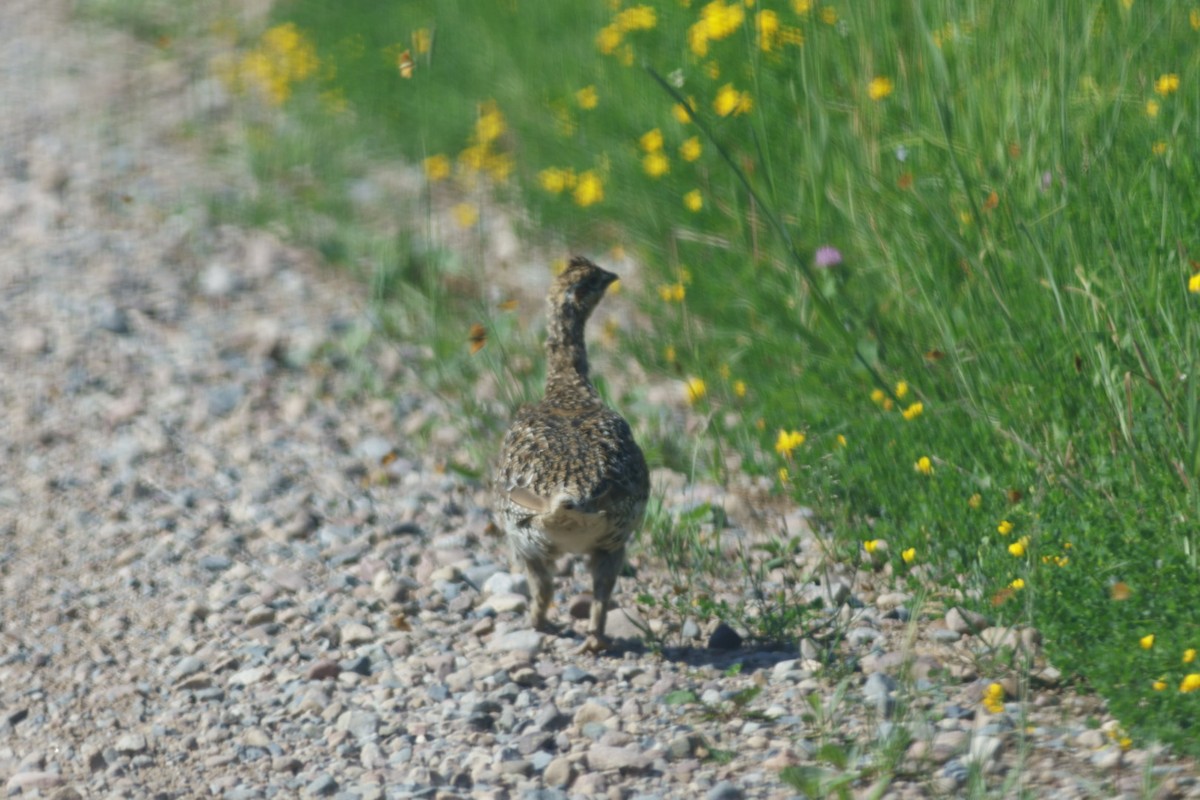 Sharp-tailed Grouse - ML638197539