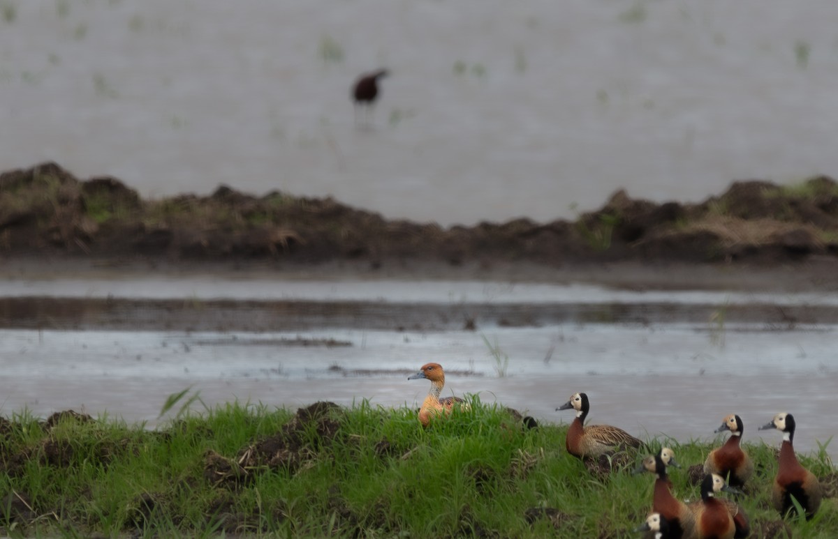 Fulvous Whistling-Duck - ML638197544