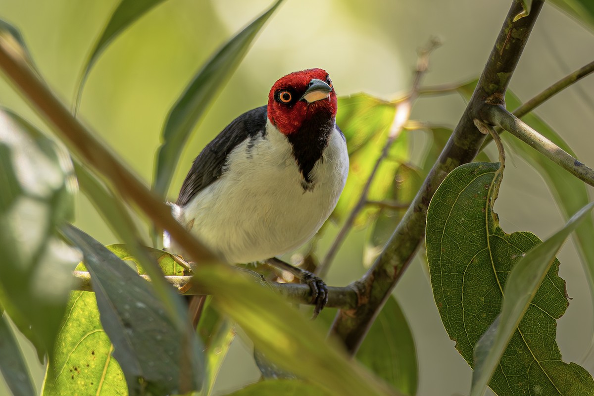 Red-capped Cardinal - ML638197545