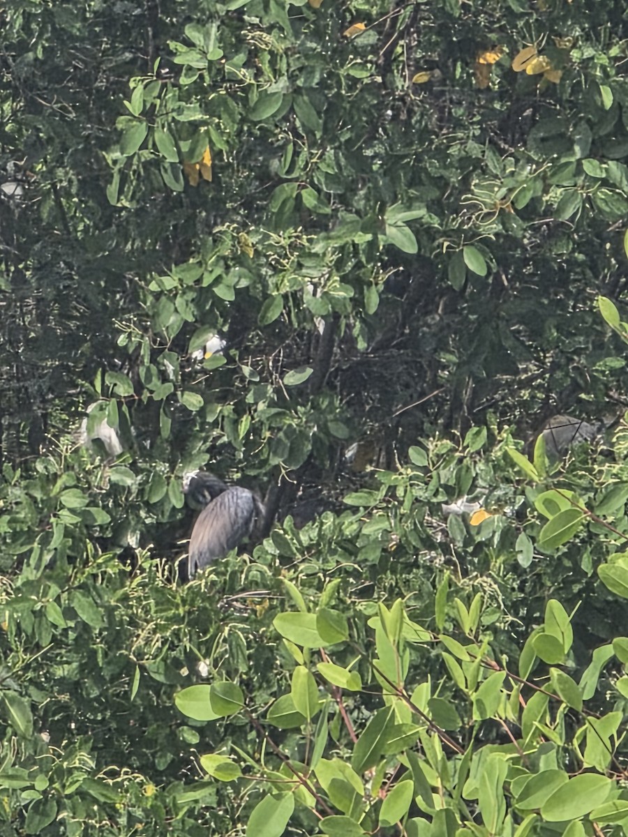 Agami Heron - ML638197548