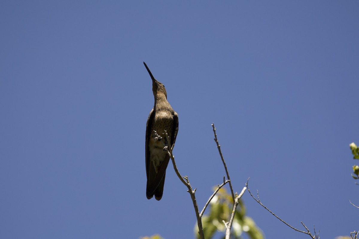 Giant Hummingbird - ML638197576