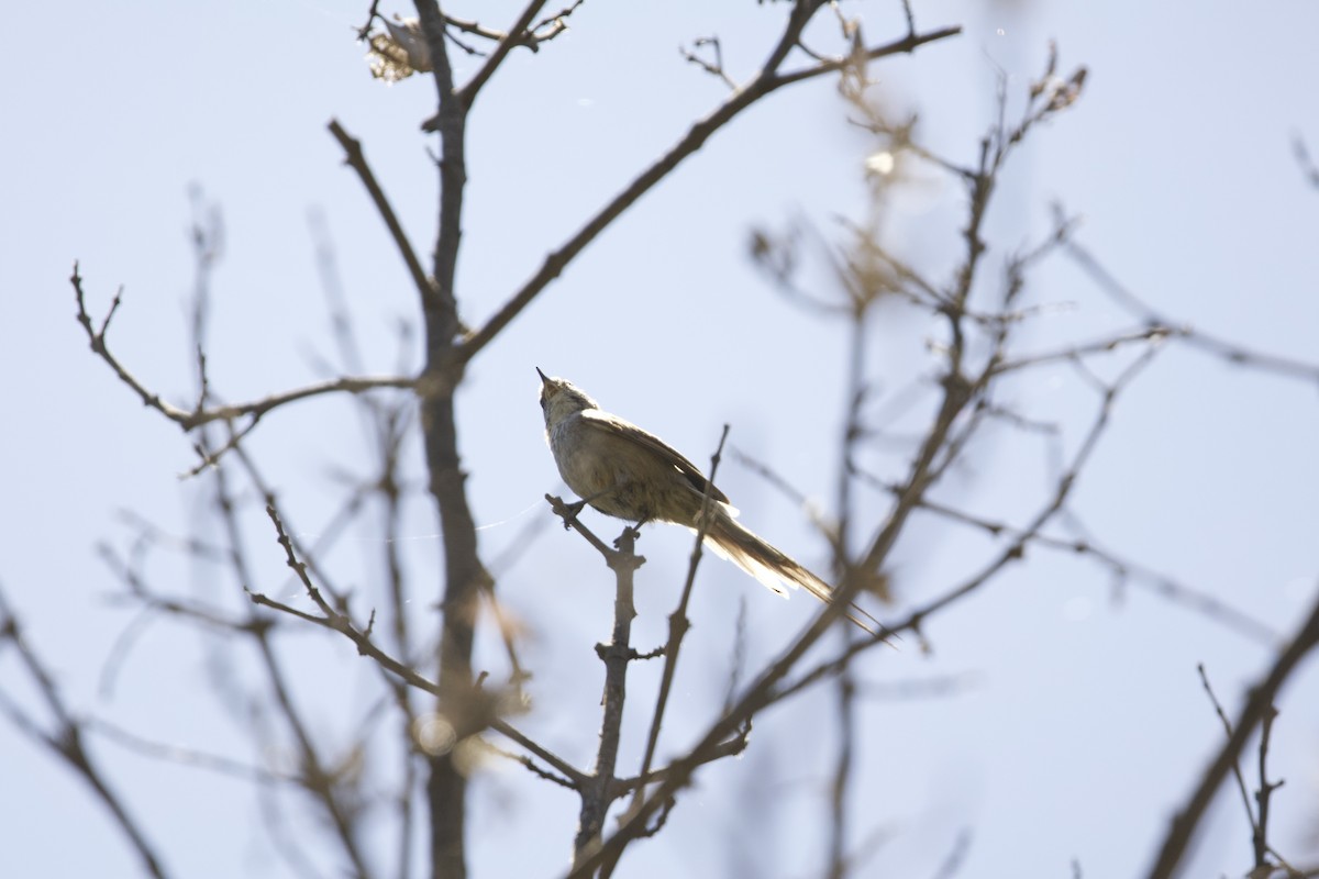 Plain-mantled Tit-Spinetail - ML638197588