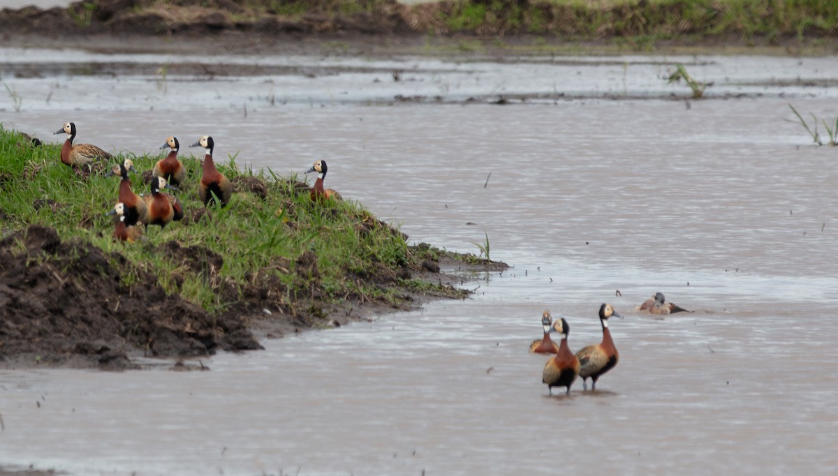 White-faced Whistling-Duck - ML638197610