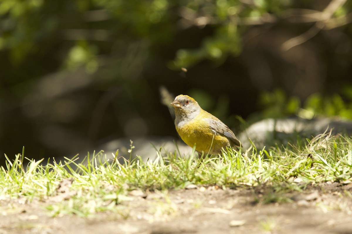 Gray-hooded Sierra Finch - ML638197617