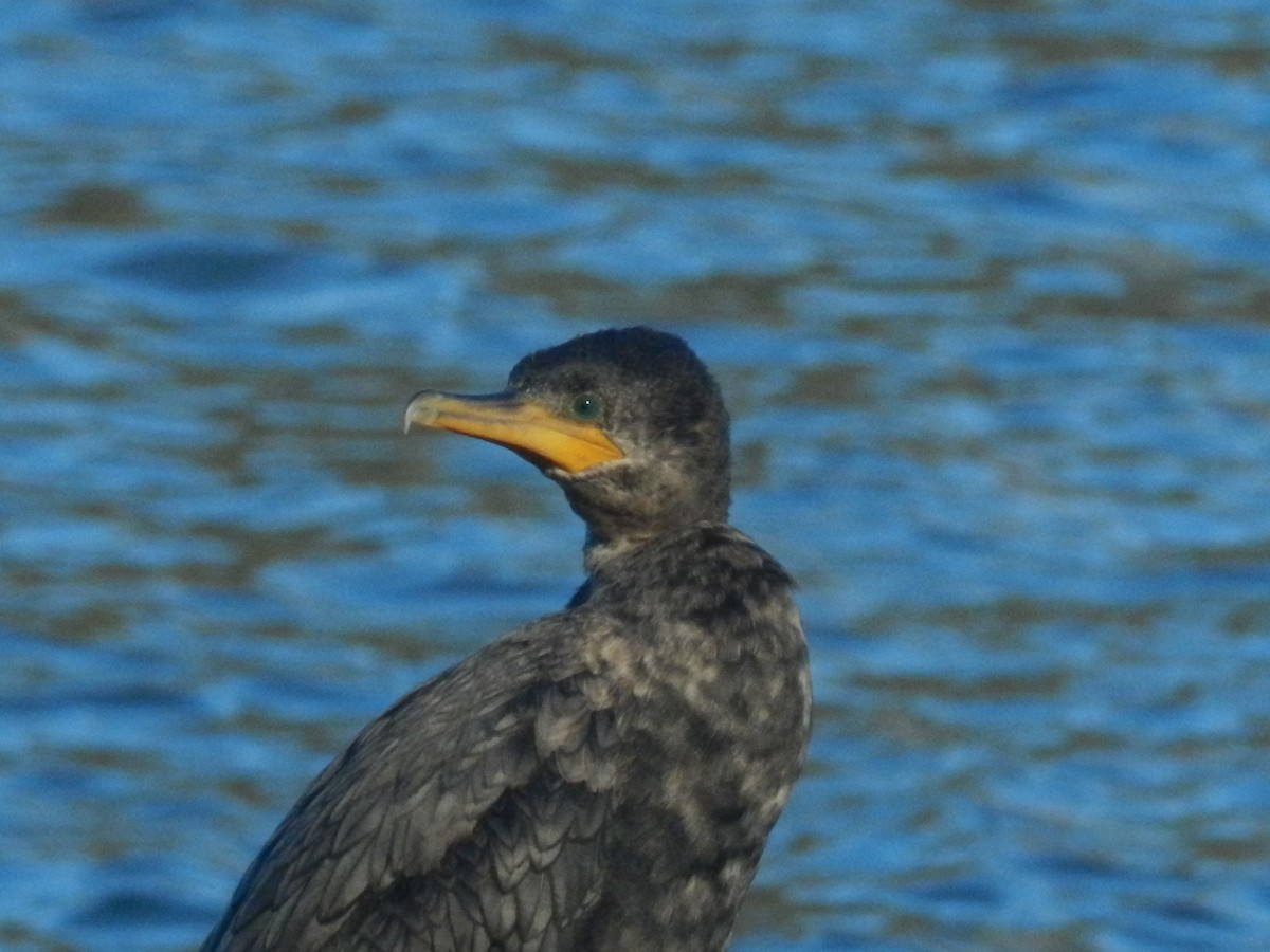 Neotropic Cormorant - ML638197652