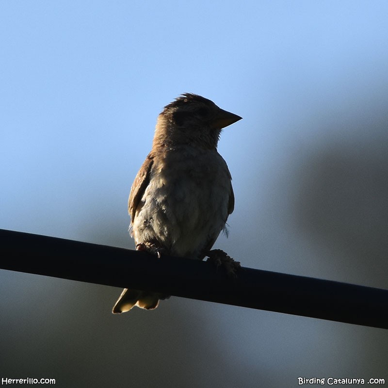 Rock Sparrow - ML638197674