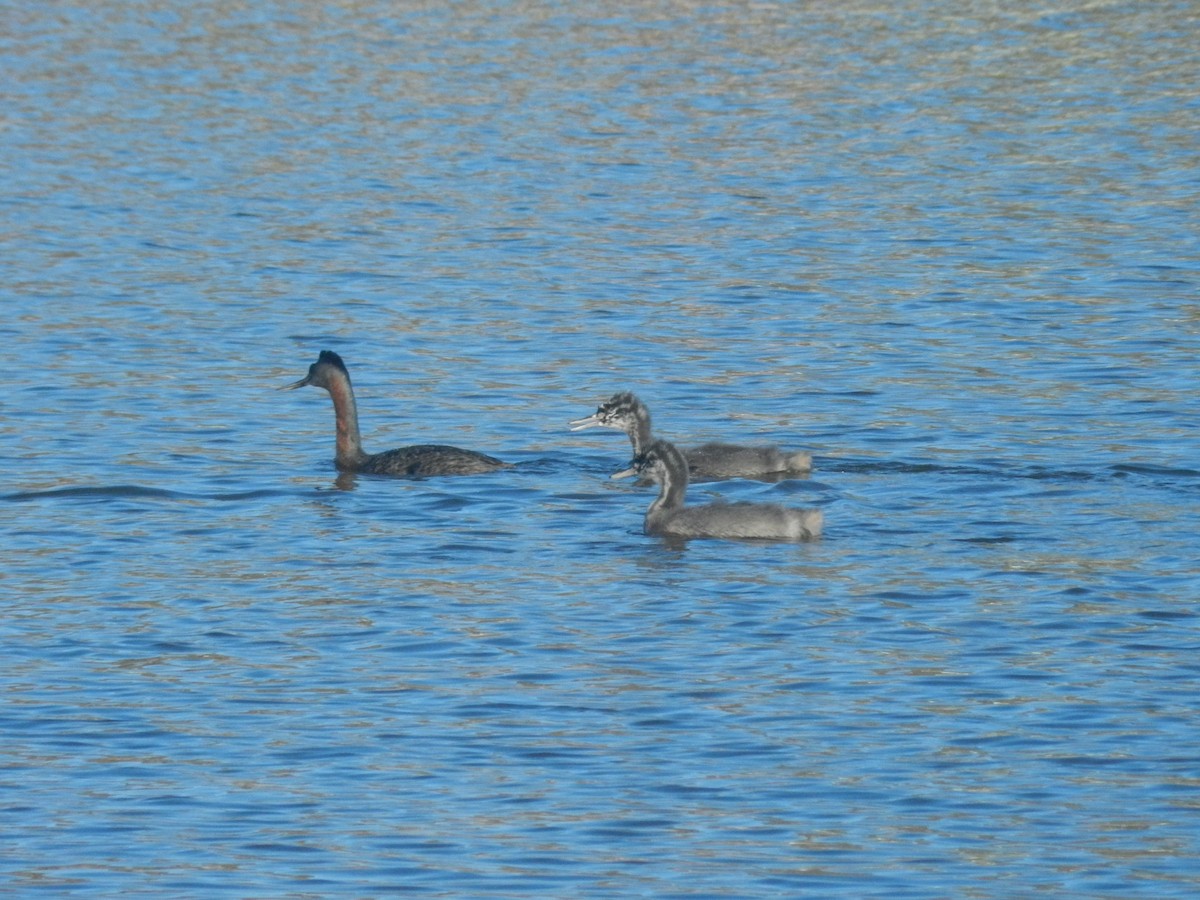 Great Grebe - ML638197676