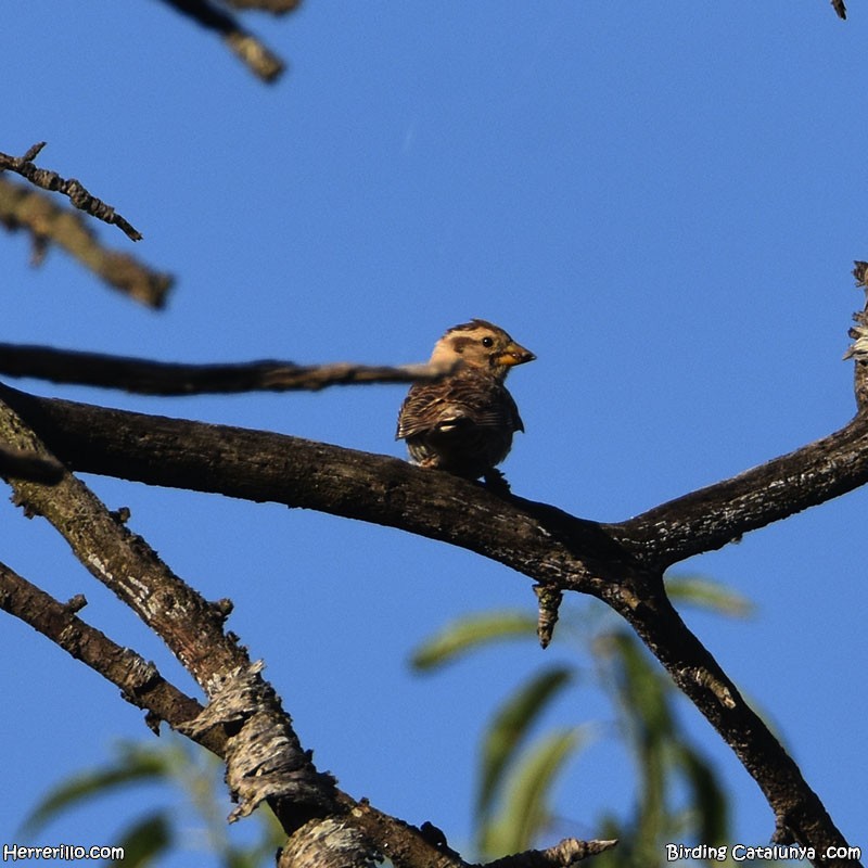 Rock Sparrow - ML638197678