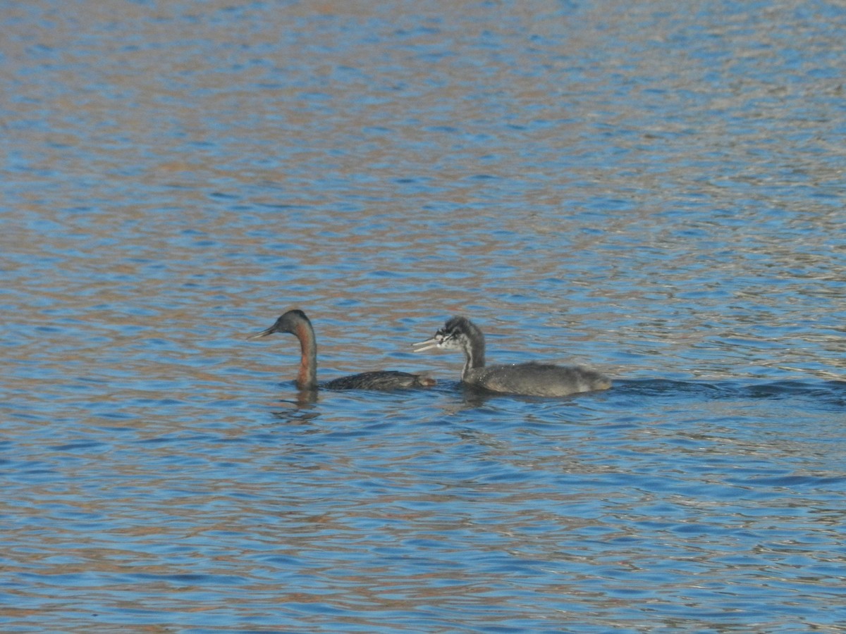 Great Grebe - ML638197699