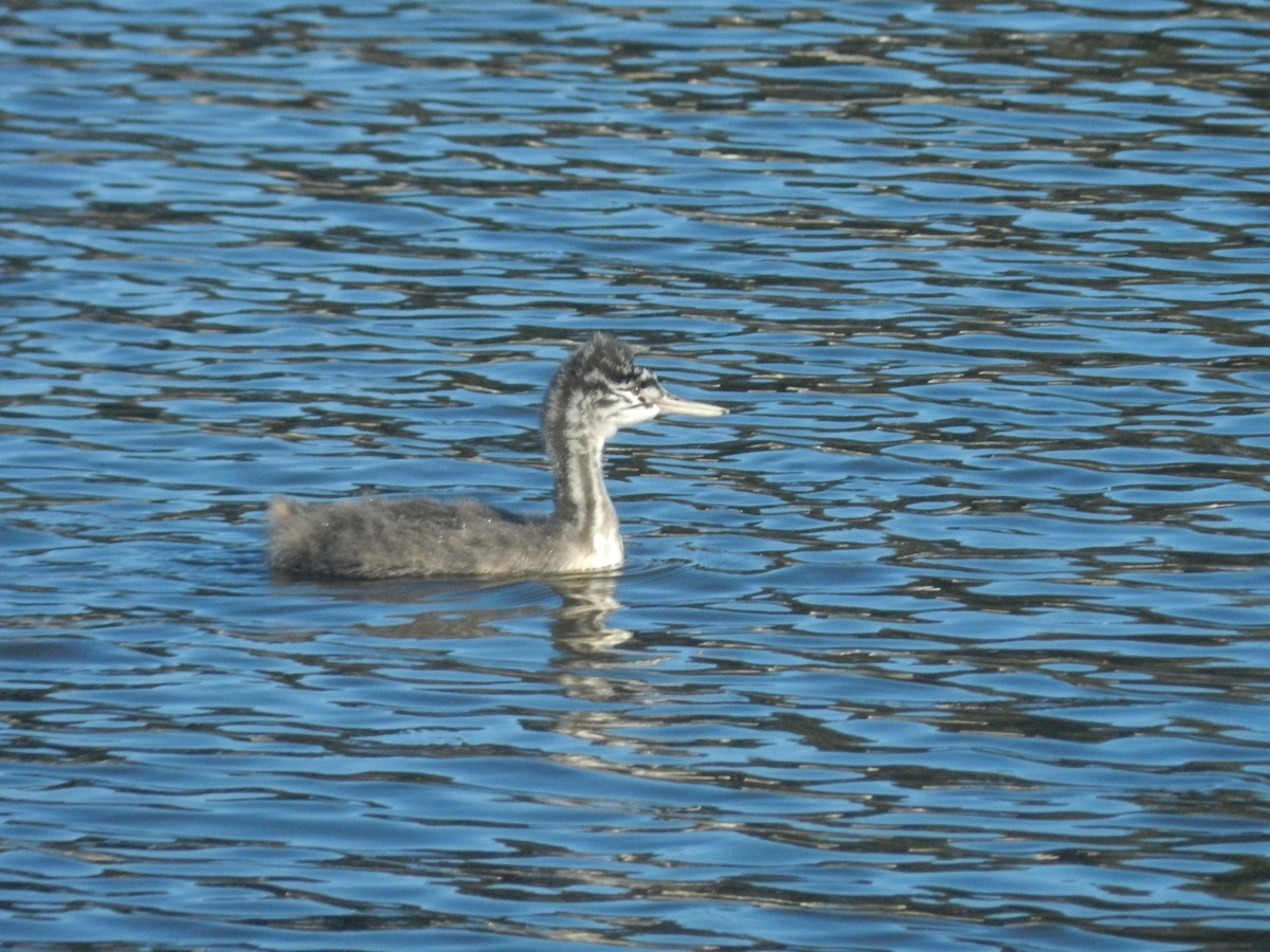 Great Grebe - ML638197700