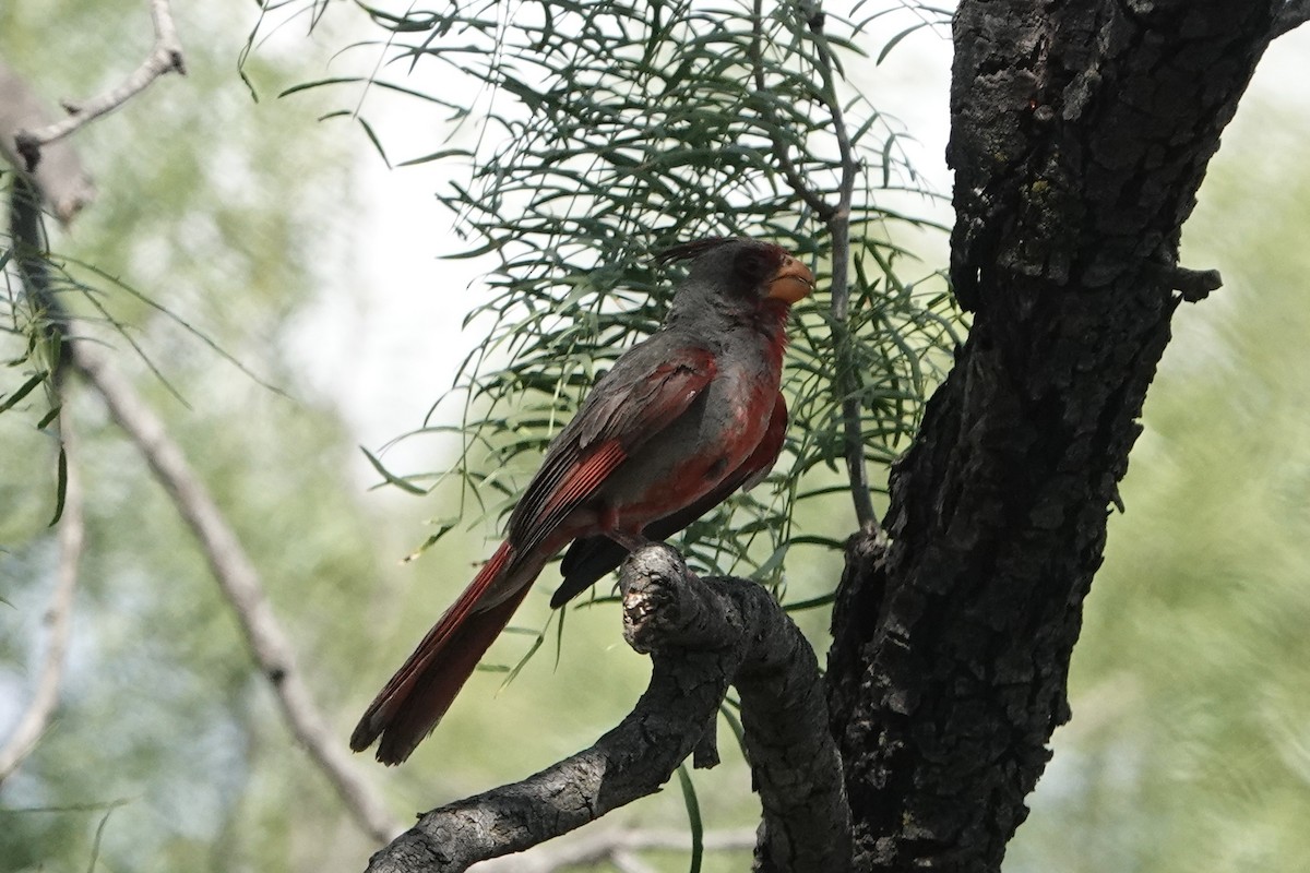 Pyrrhuloxia - ML638197753
