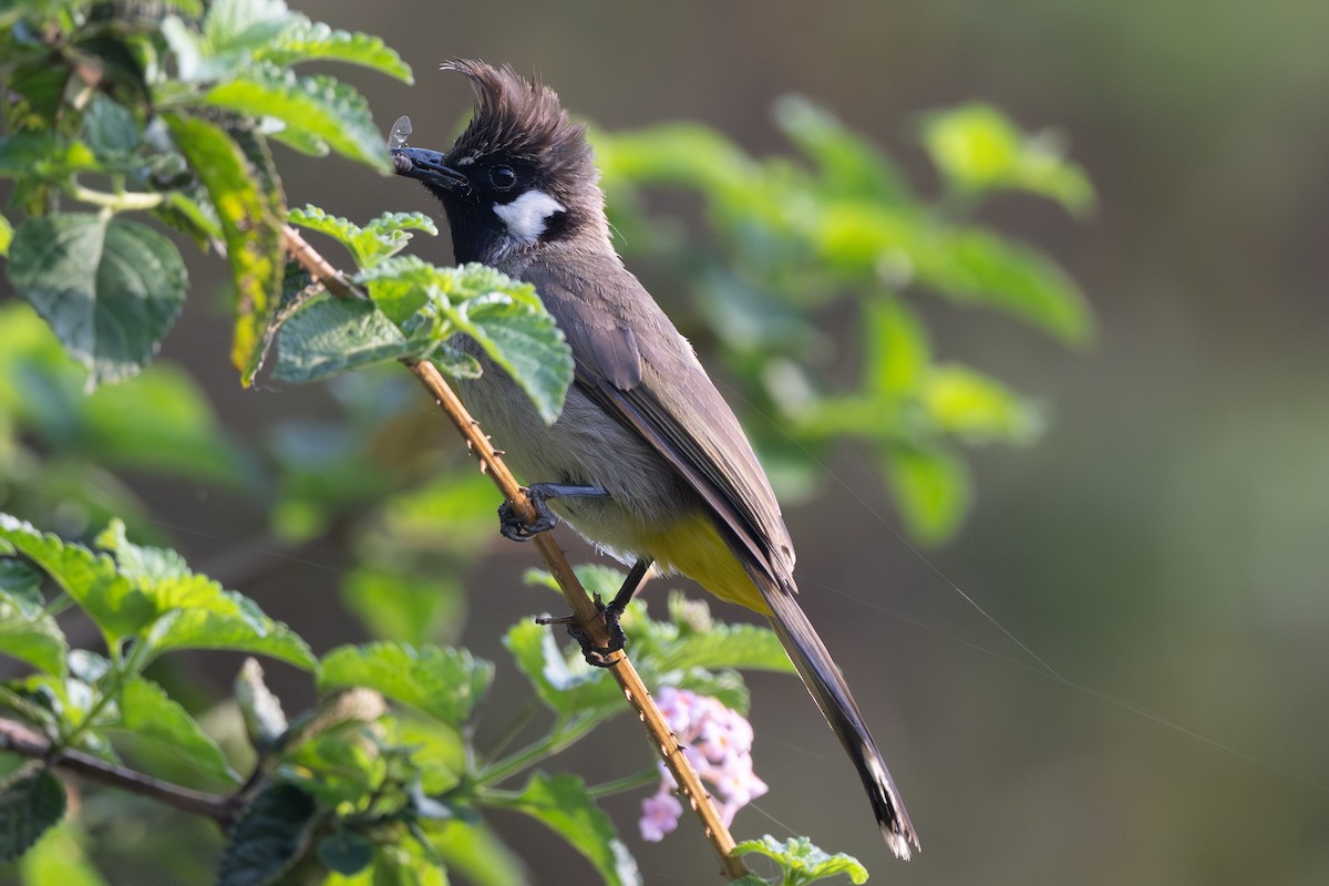 Himalayan Bulbul - ML638197759