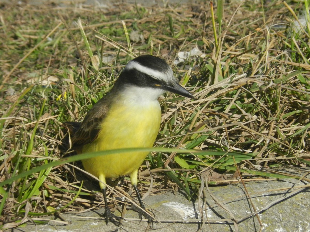 Great Kiskadee - ML638197763