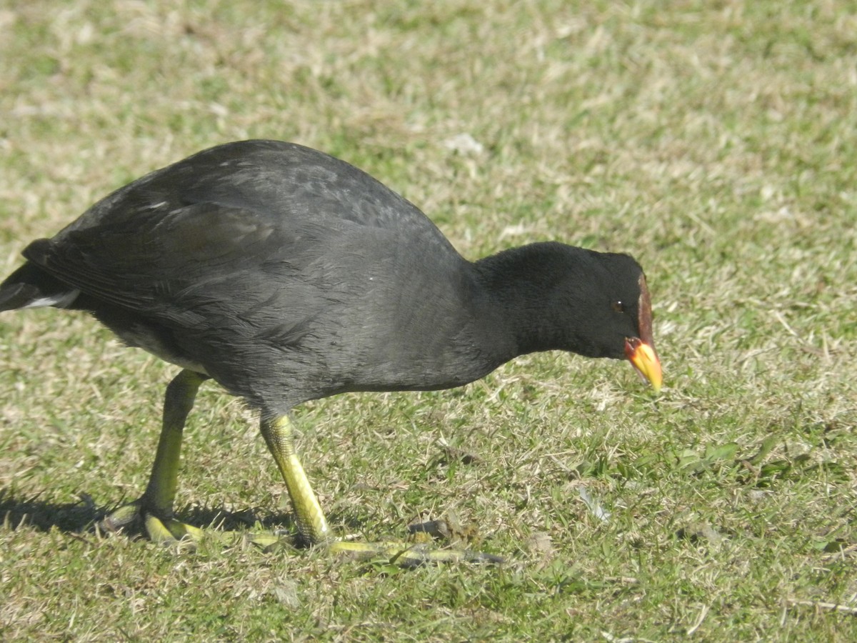 Red-fronted Coot - ML638197784
