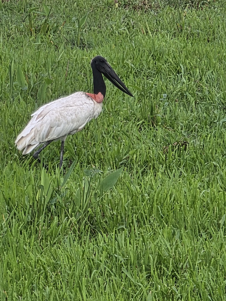 Jabiru - ML638197803