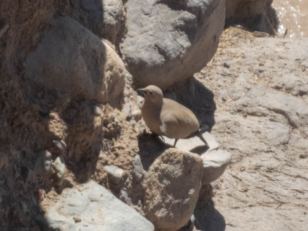 Black-winged Ground Dove - ML638197841