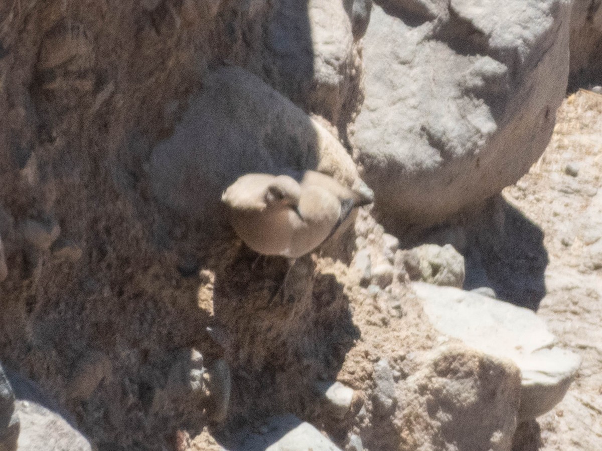 Black-winged Ground Dove - ML638197842