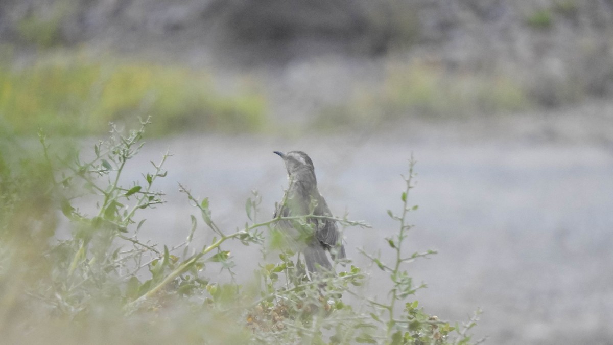 Chilean Mockingbird - ML638197858