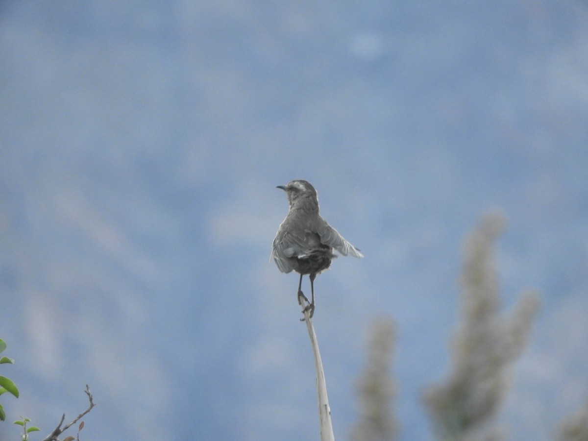 Chilean Mockingbird - ML638197859