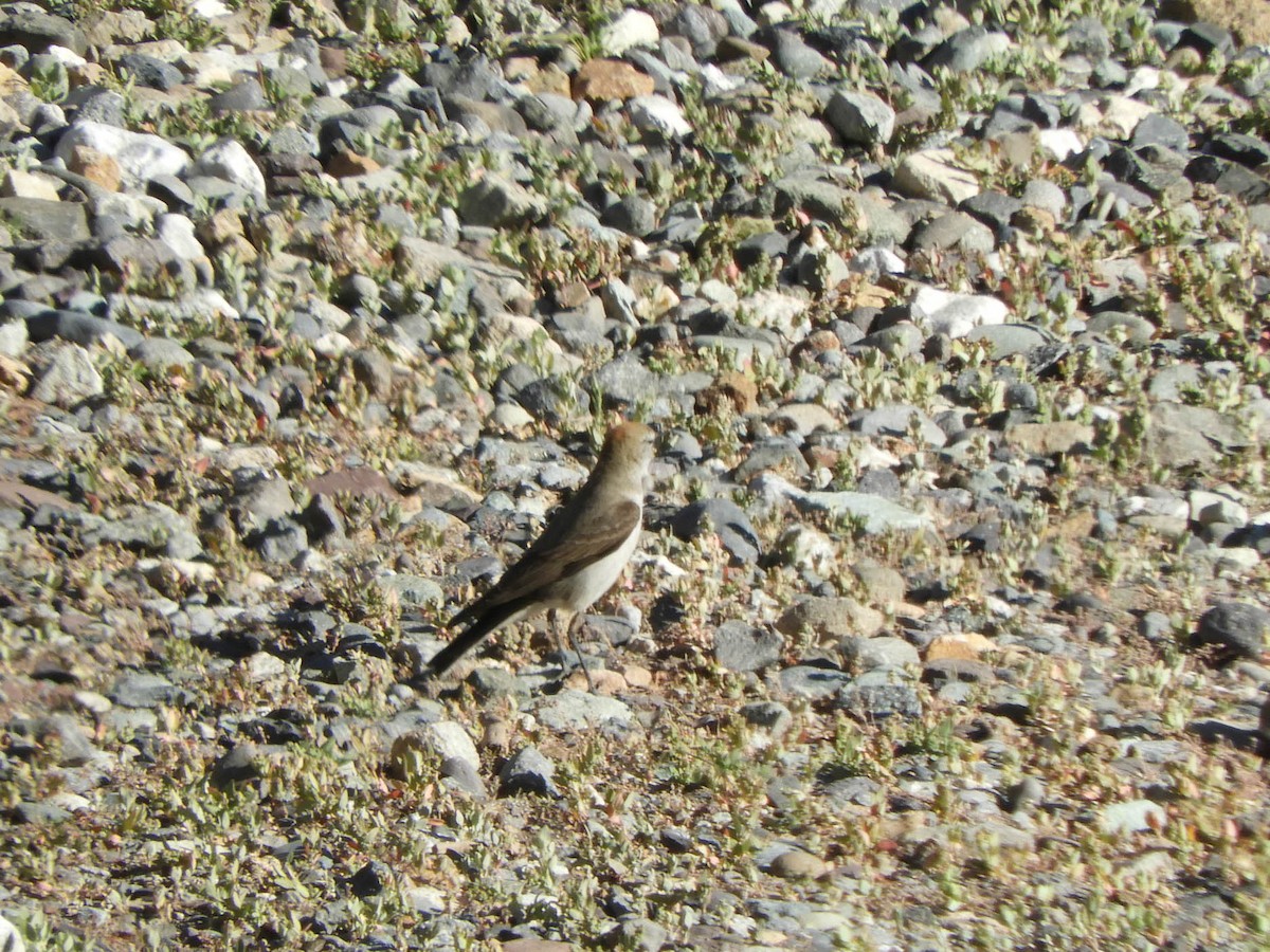 White-browed Ground-Tyrant - ML638197904