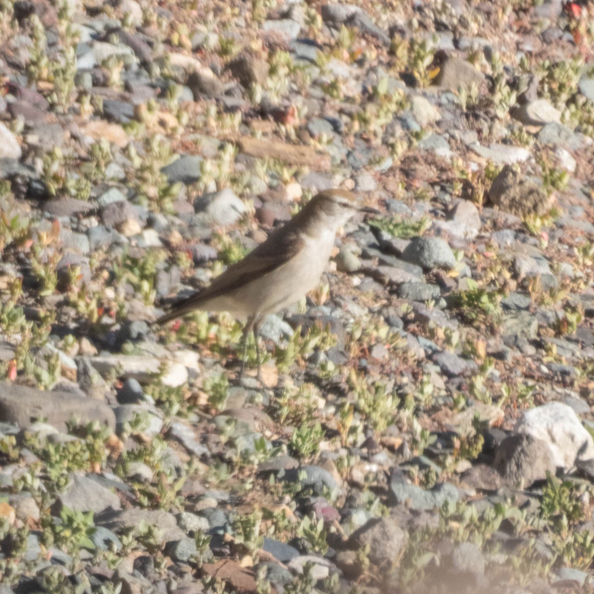 White-browed Ground-Tyrant - ML638197905