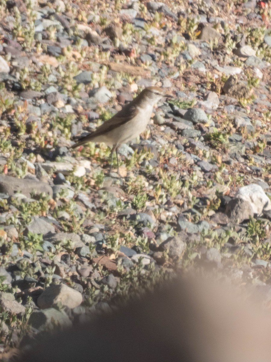 White-browed Ground-Tyrant - ML638197906