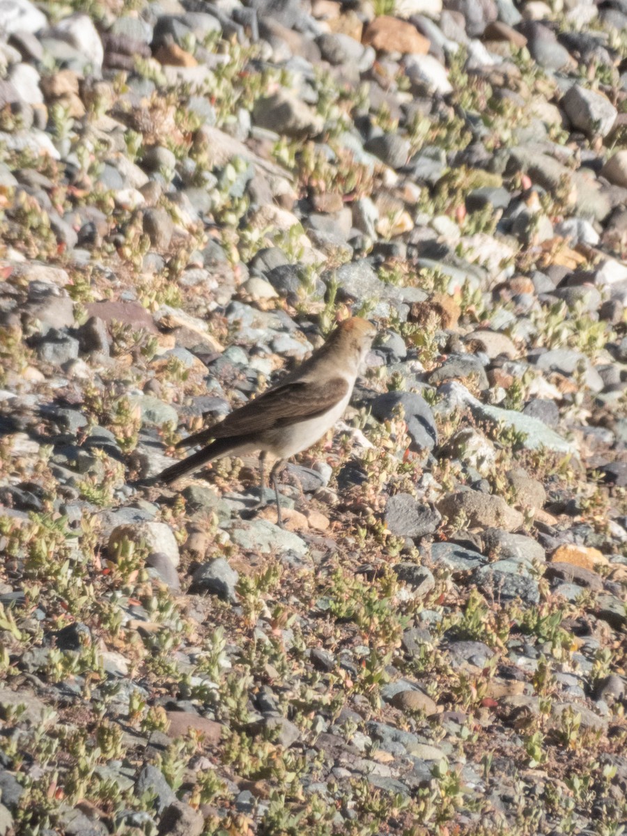 White-browed Ground-Tyrant - ML638197907