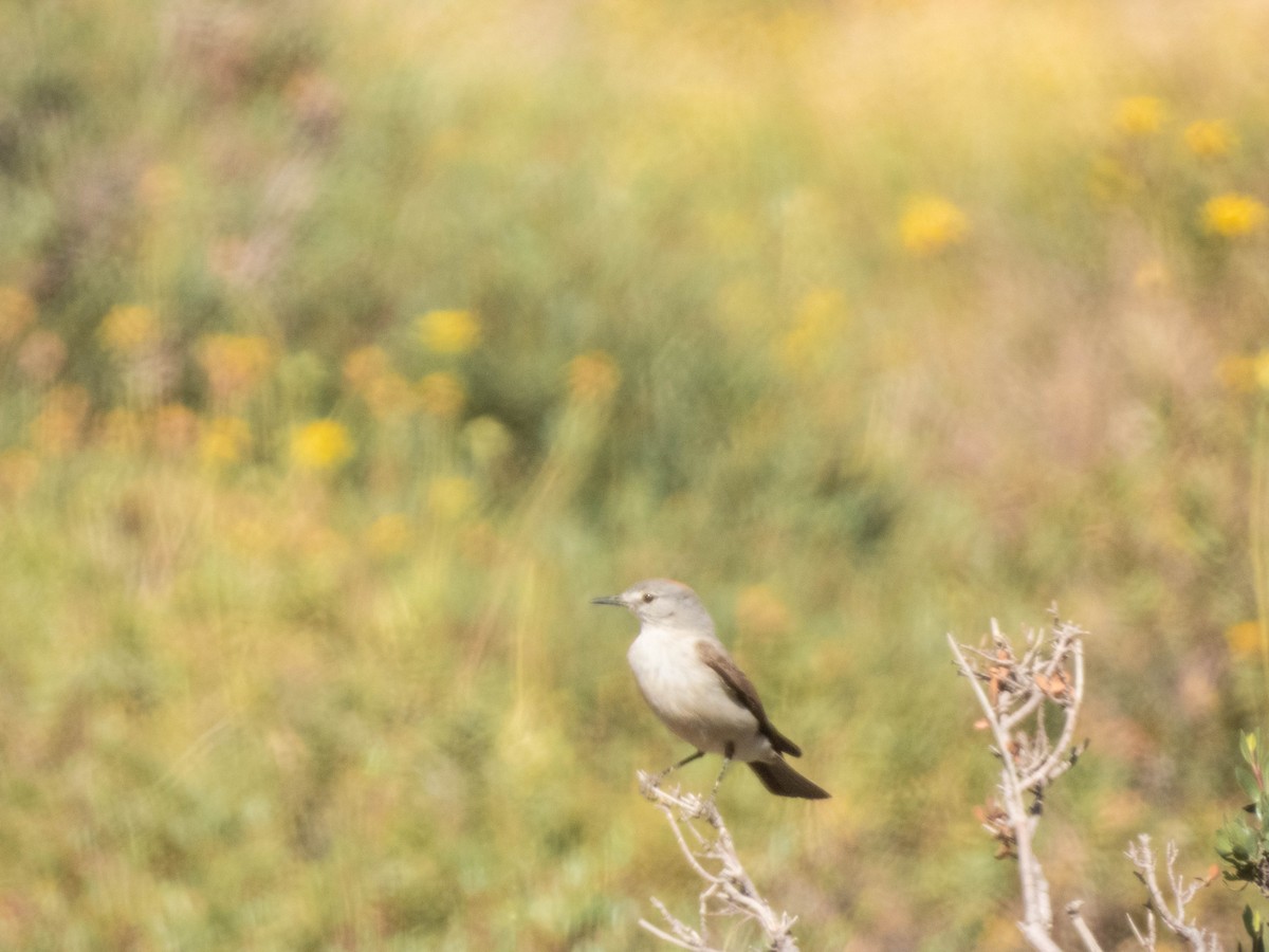 Rufous-naped Ground-Tyrant - ML638197911