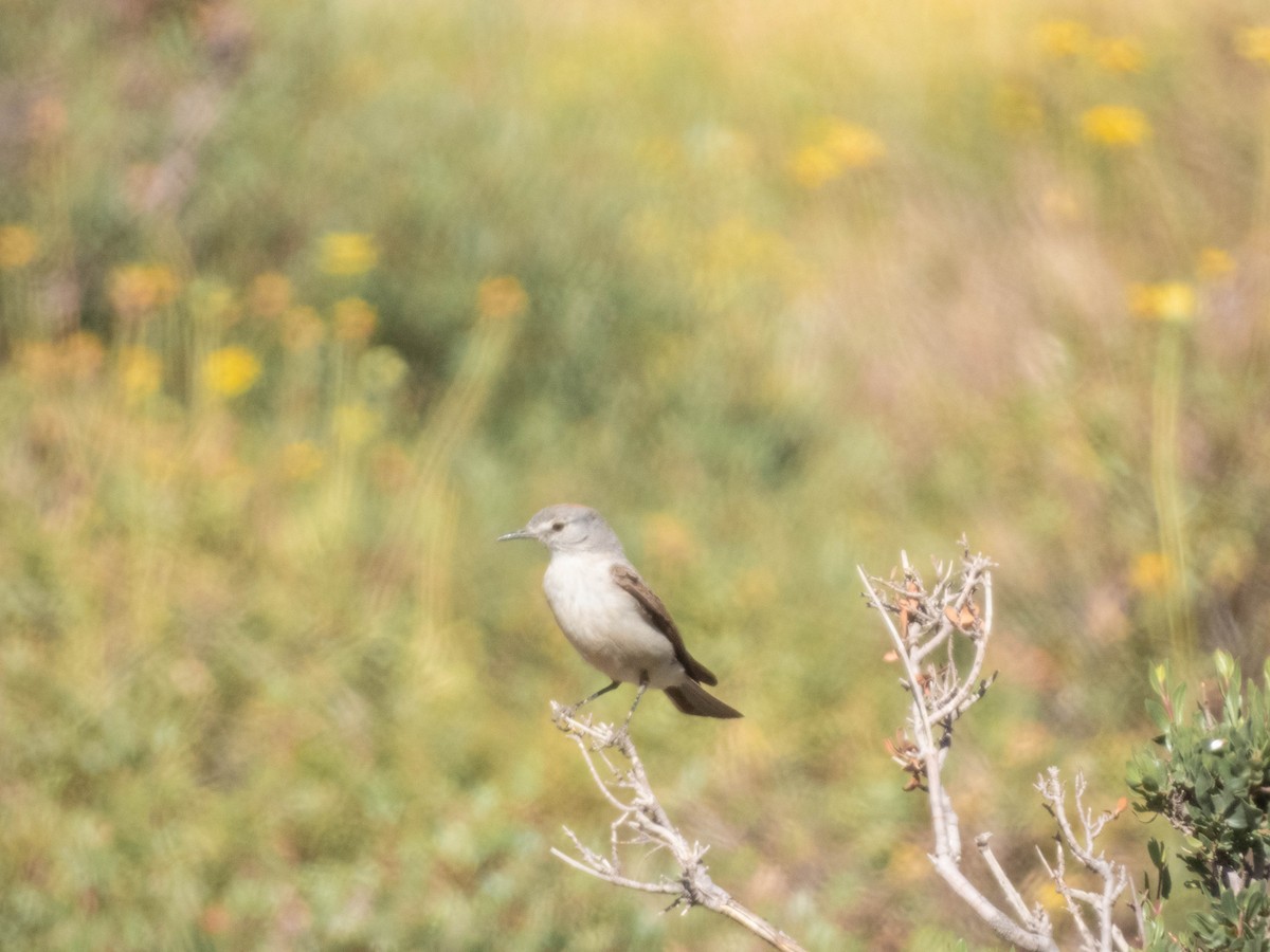 Rufous-naped Ground-Tyrant - ML638197912