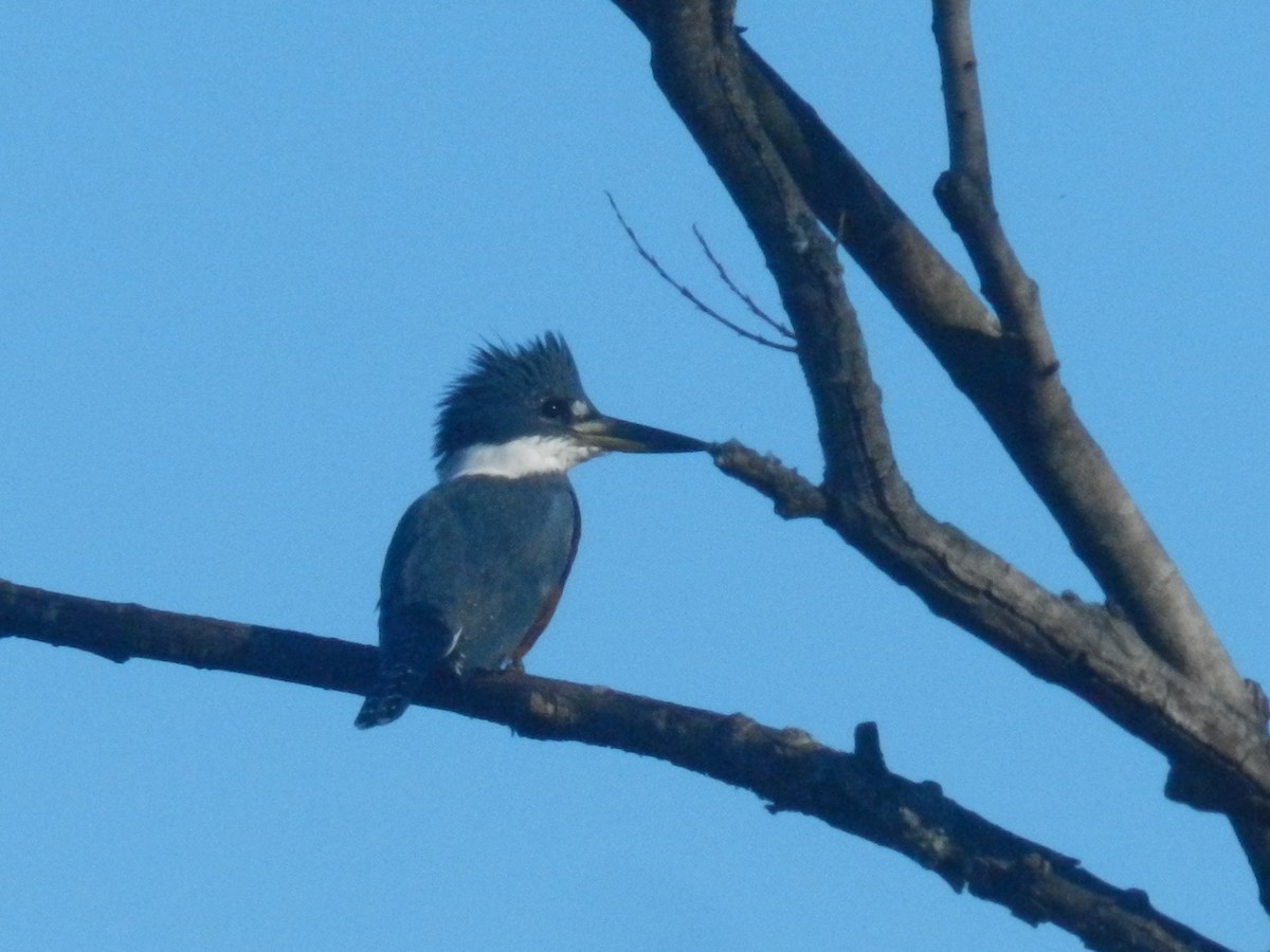 Ringed Kingfisher - ML638197923