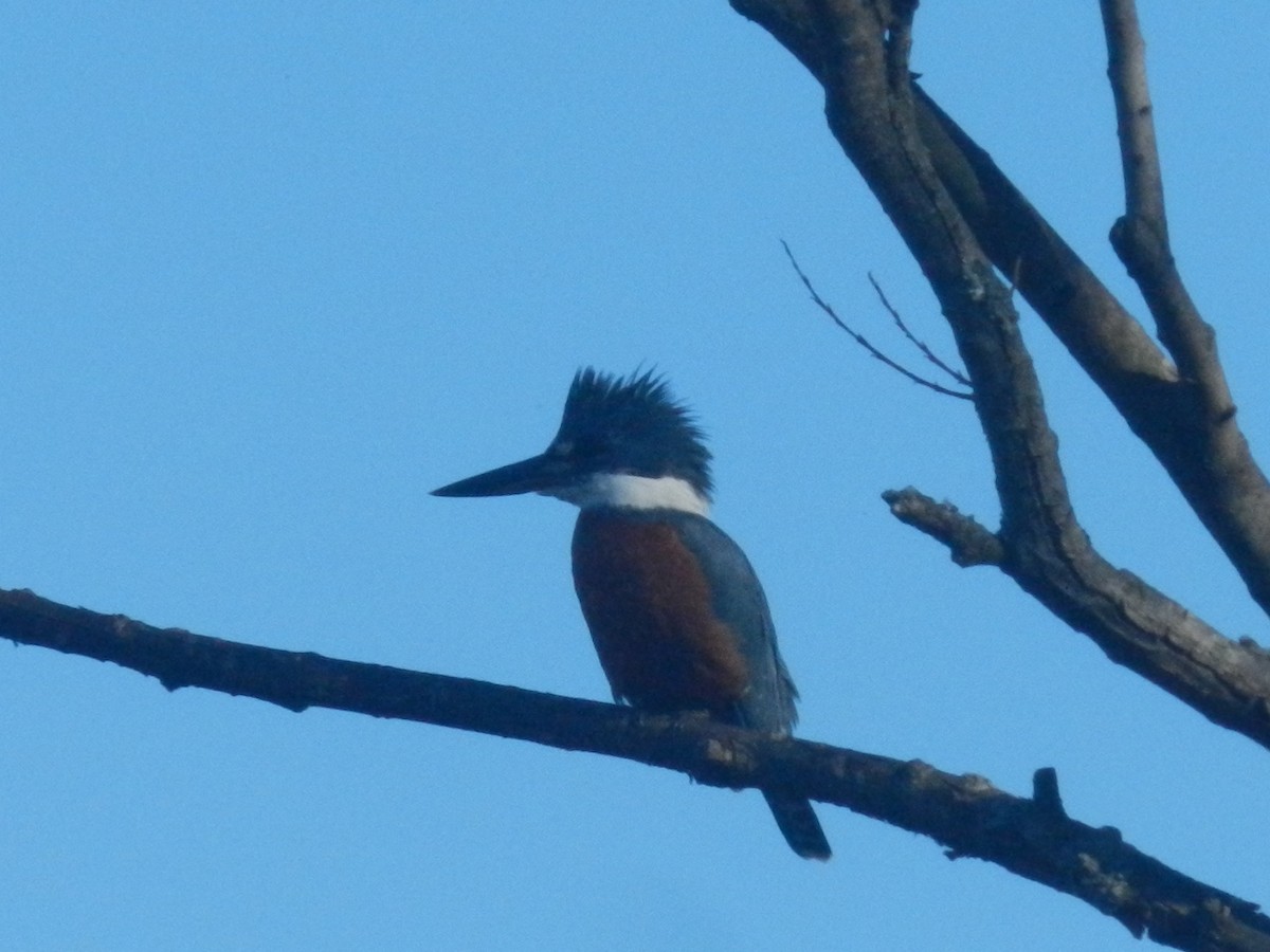 Ringed Kingfisher - ML638197935