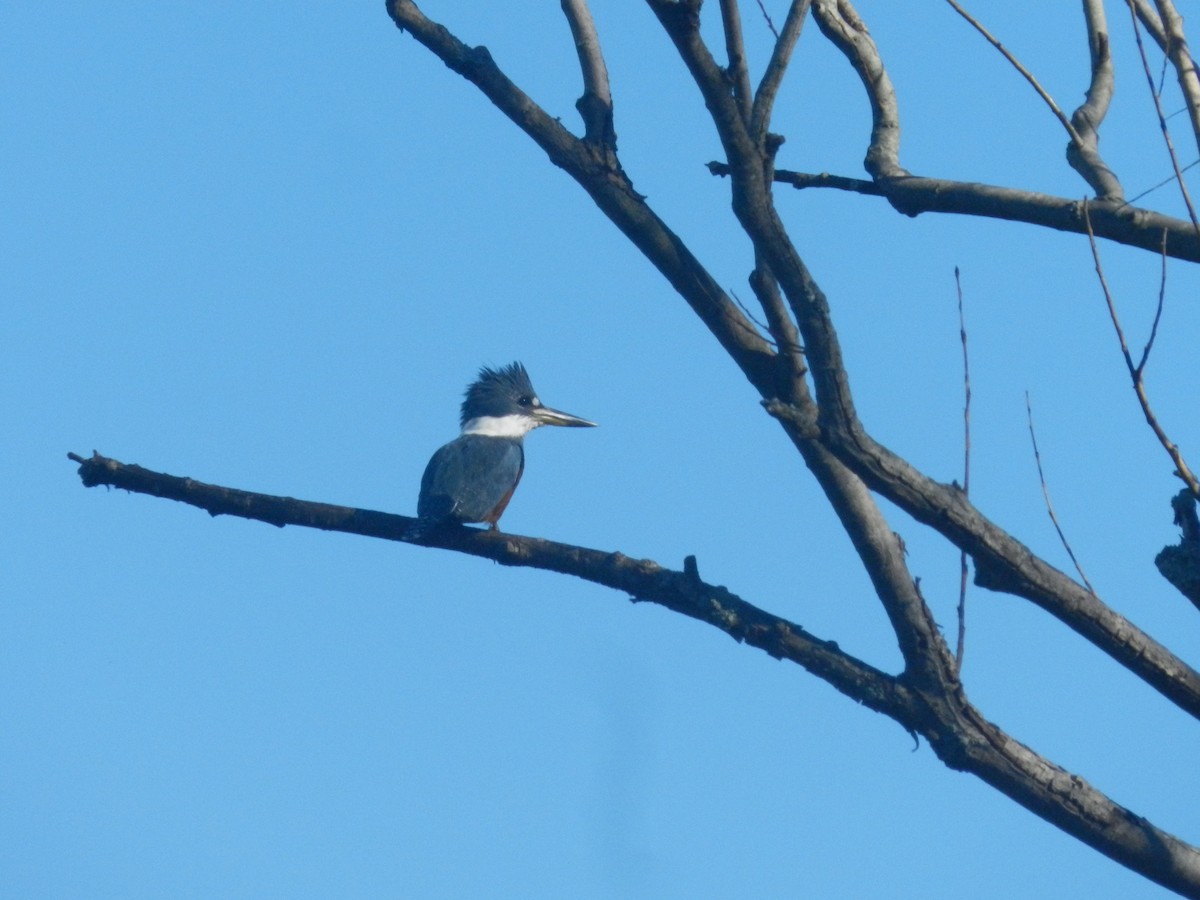 Ringed Kingfisher - ML638197950