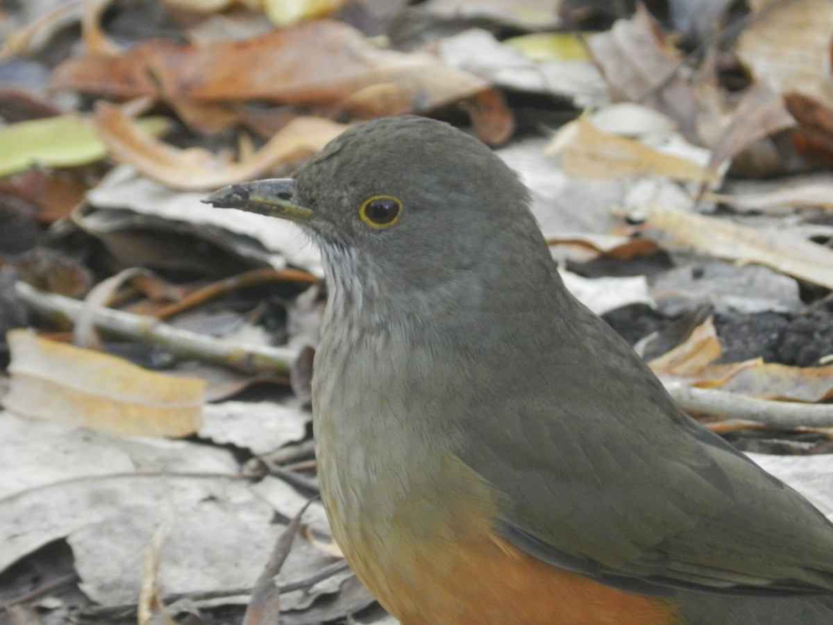 Rufous-bellied Thrush - ML638197967