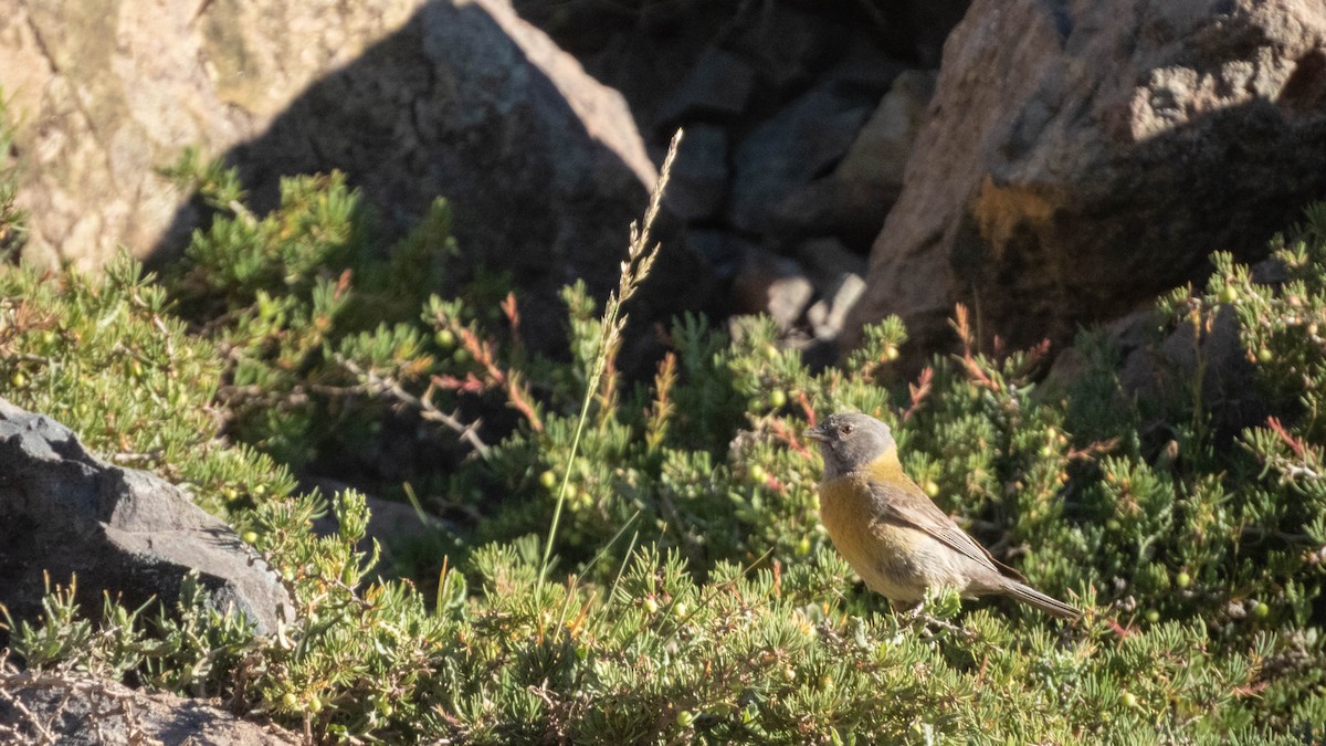 Gray-hooded Sierra Finch (gayi/caniceps) - ML638198012