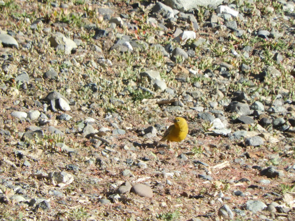 Greater Yellow-Finch - ML638198032