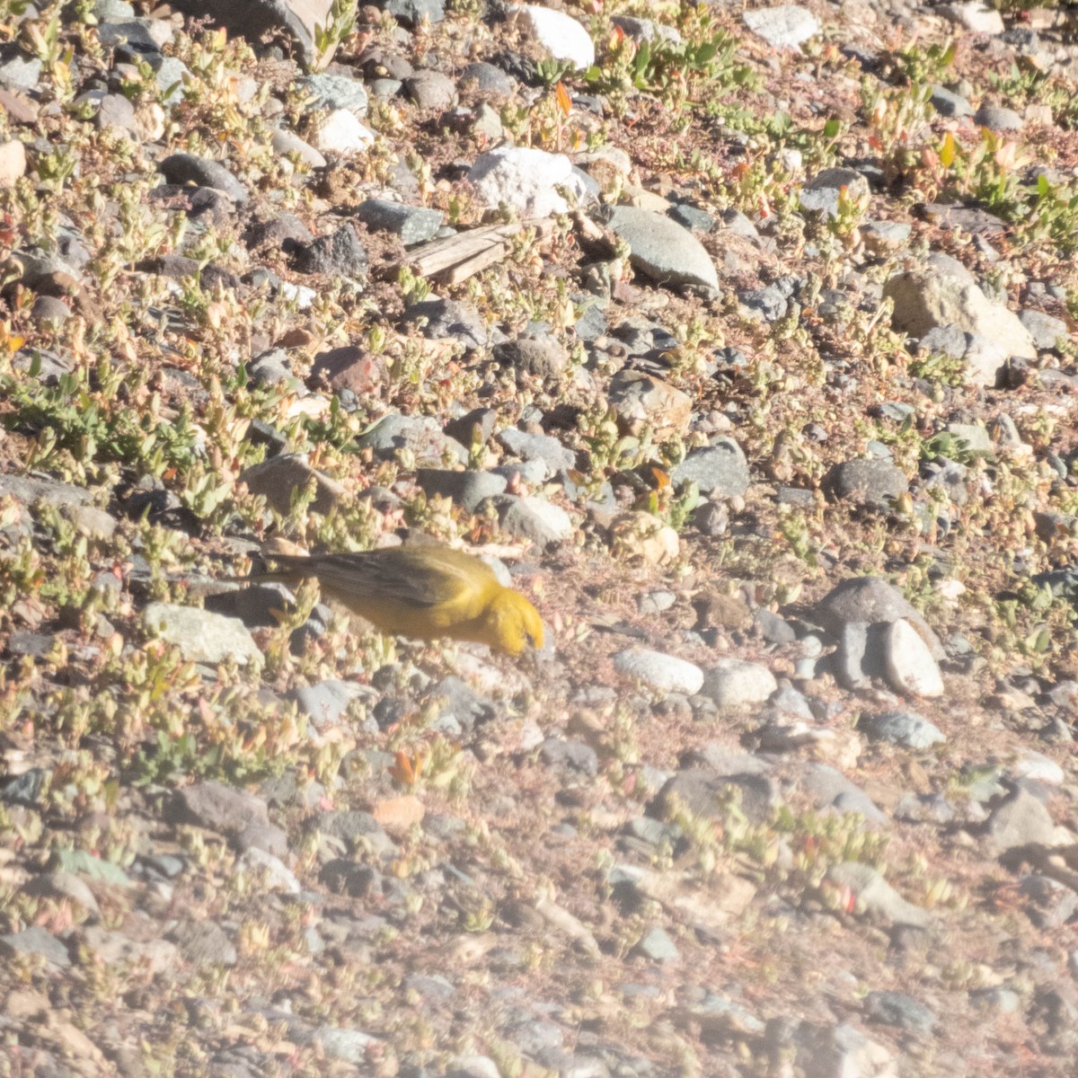 Greater Yellow-Finch - ML638198033