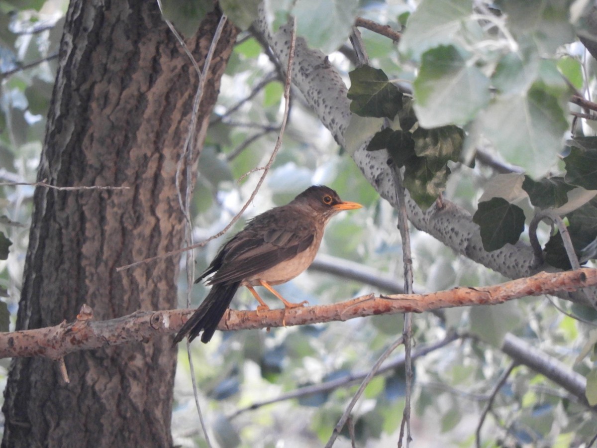 Austral Thrush - ML638198048