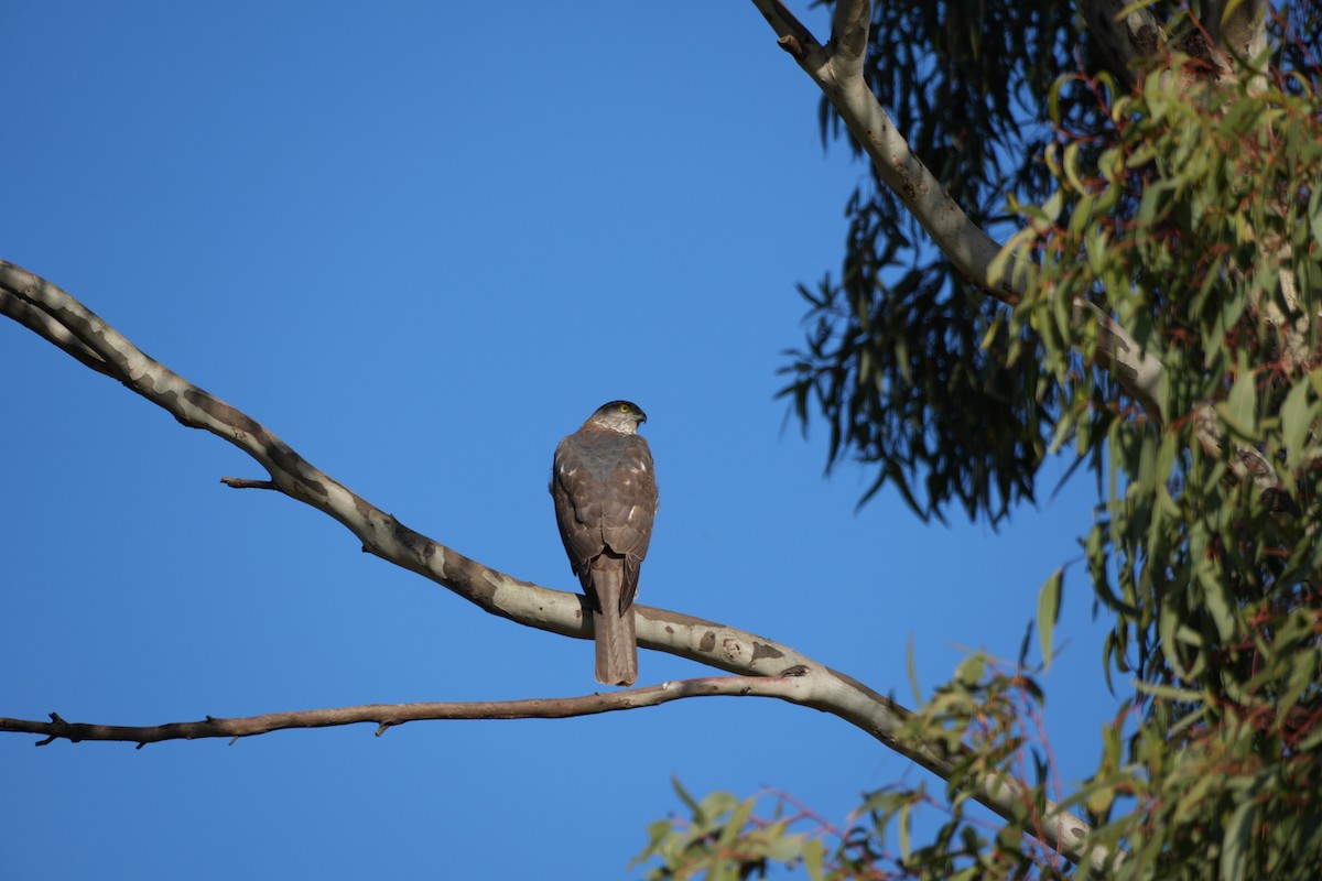 Collared Sparrowhawk - ML638198151