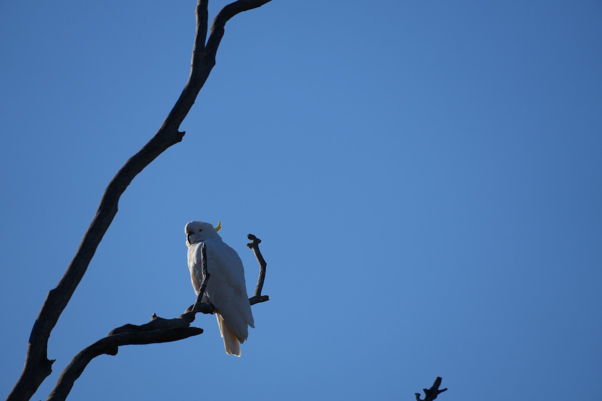 Sulphur-crested Cockatoo - ML638198163