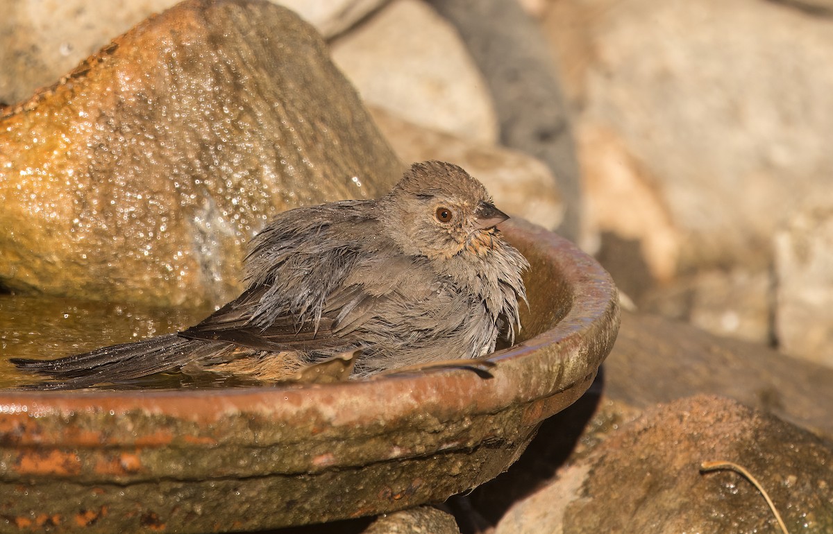 California Towhee - ML638198174