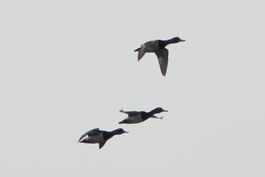 Greater Scaup - ML638198288