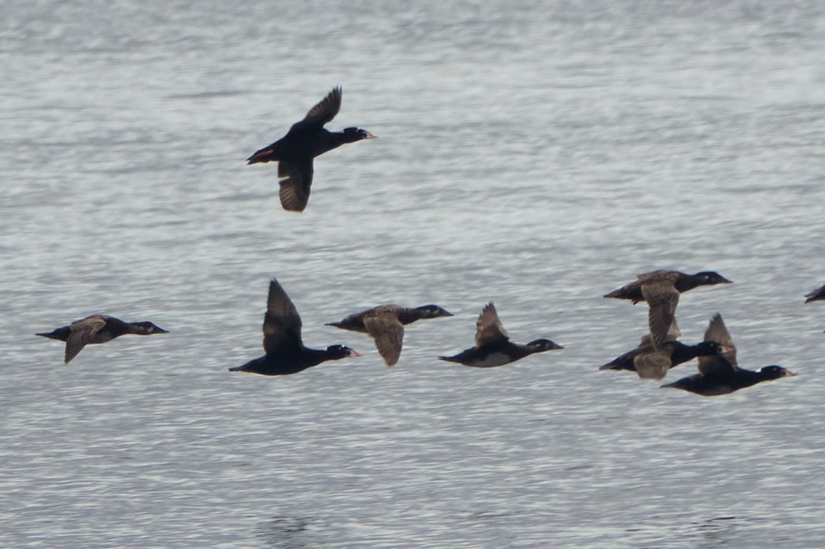Surf Scoter - ML638198290