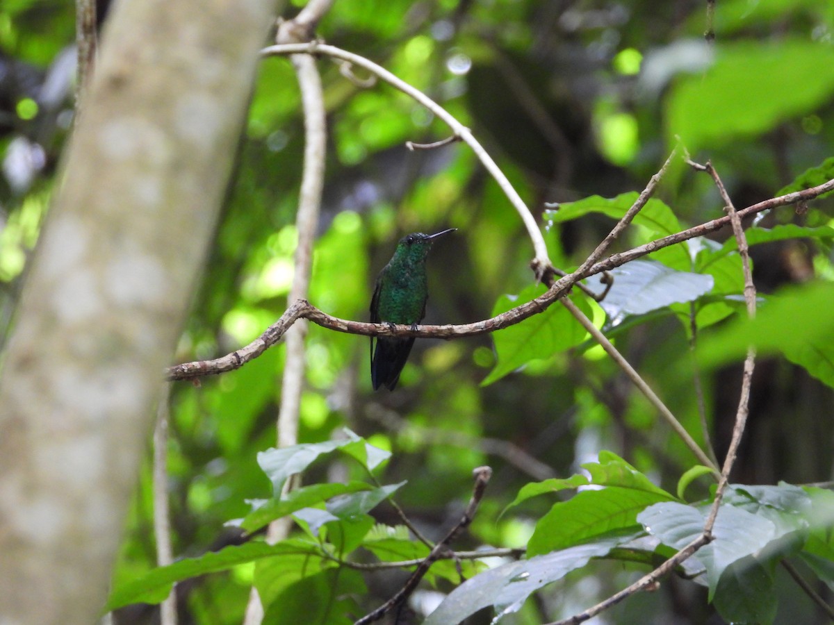 Blue-vented Hummingbird - ML638198292