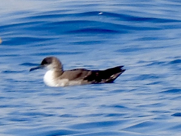 Yelkouan Shearwater - ML638198298