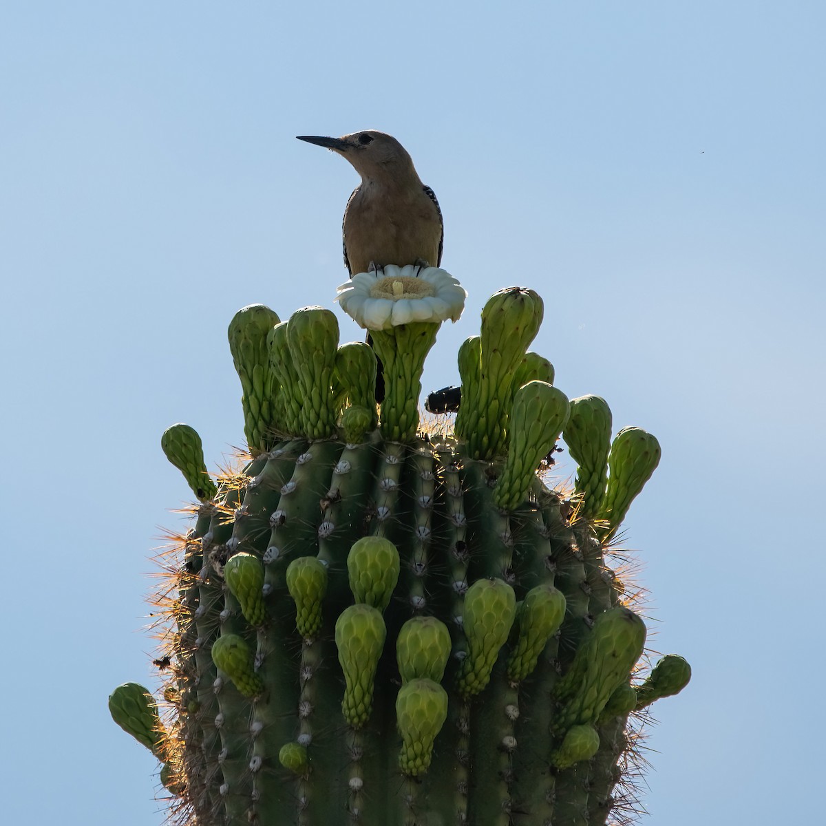 Gila Woodpecker - ML638198304