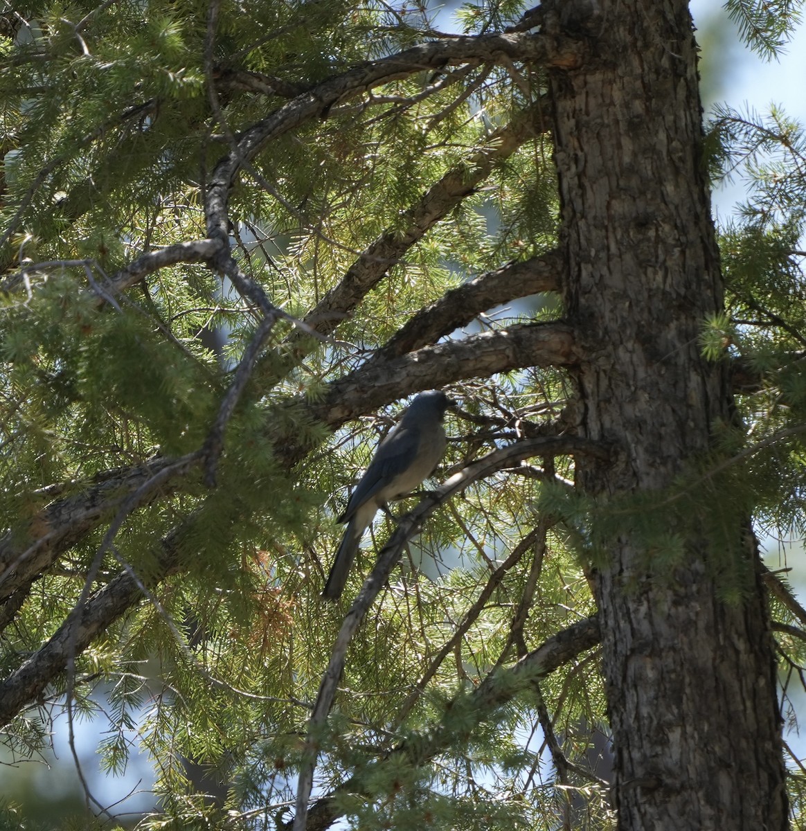 Mexican Jay - ML638198322