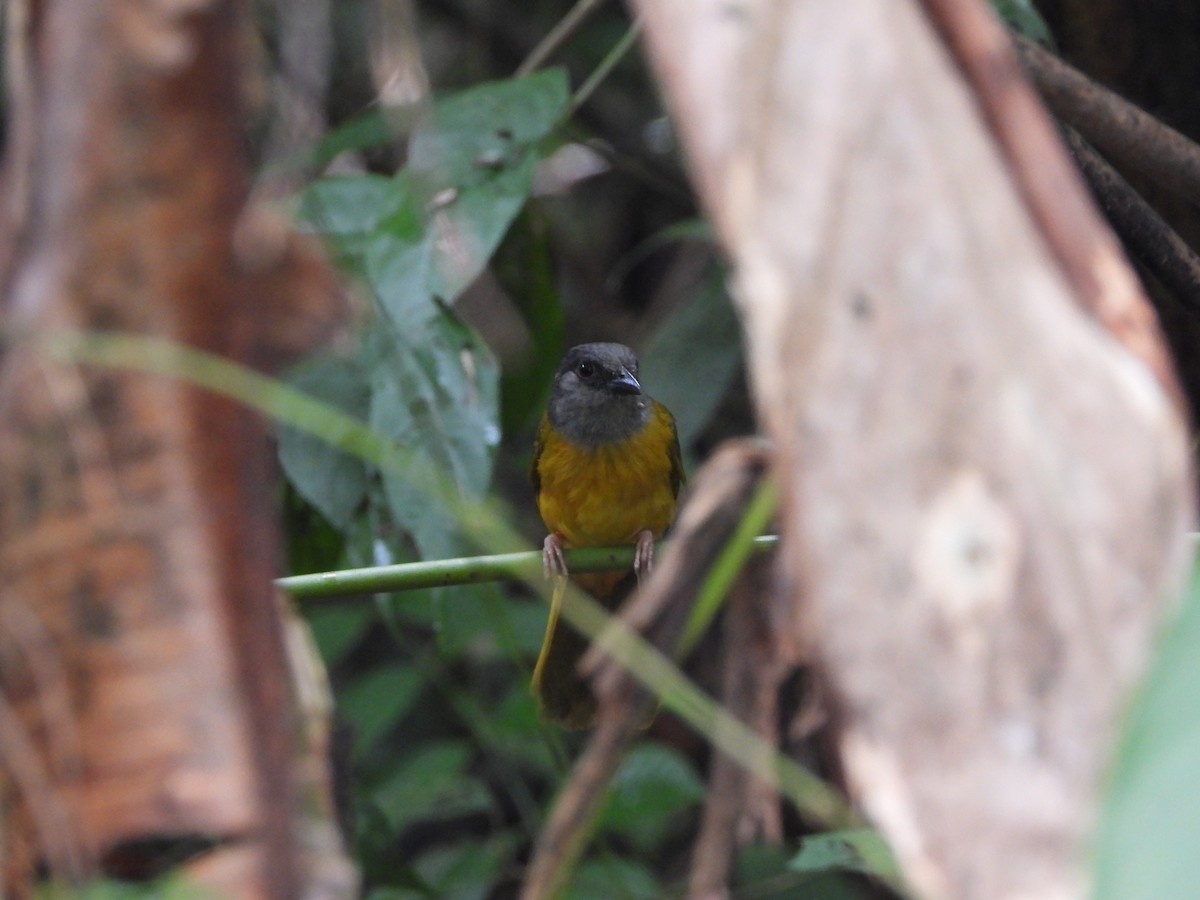 Gray-headed Tanager - ML638198364