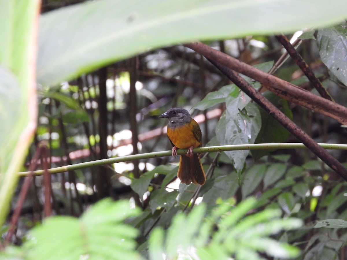 Gray-headed Tanager - ML638198365