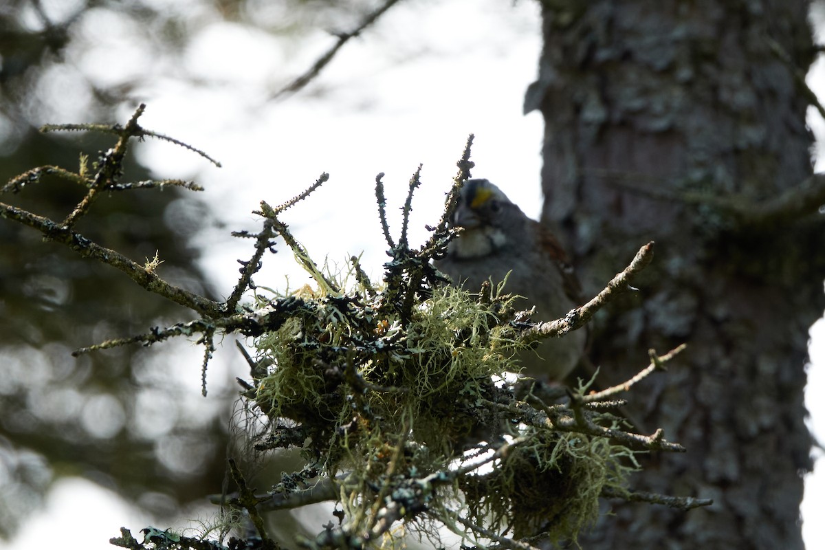 White-throated Sparrow - ML638198367
