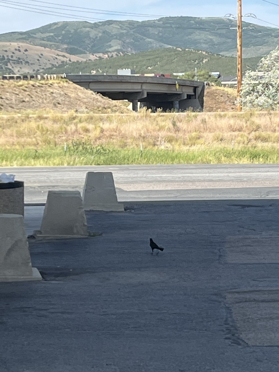 Great-tailed Grackle - ML638198388